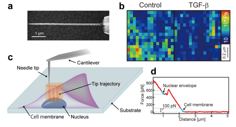 rjp_news's tweet card. 2025.10.24 金沢大学 プレスリリース 金沢大学ナノ生命科学研究所(WPI-NanoLSI)の市川壮彦特任助教、河野洋平研究員、志見剛特任准教授、福間剛士教授、がん進展制御研究所の平田英周教授らの共同研究グループは、原子間力顕微鏡(AFM)(※1)を基盤として独自に開発したナノ内視鏡原子間力...