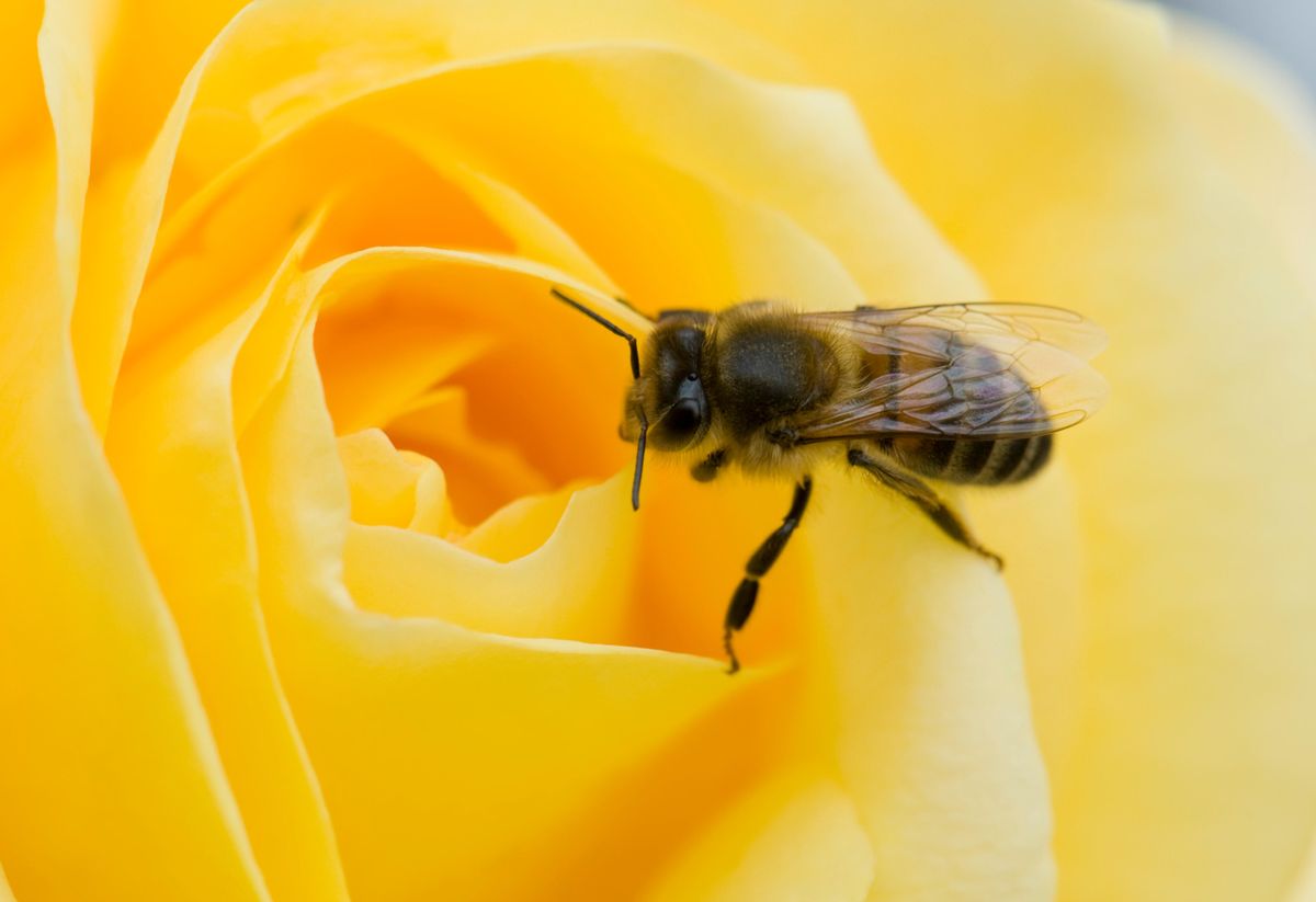 robotdatabase's tweet card. If the finding is true, they'd be the first invertebrates to join an elite club that includes primates, dolphins and parrots