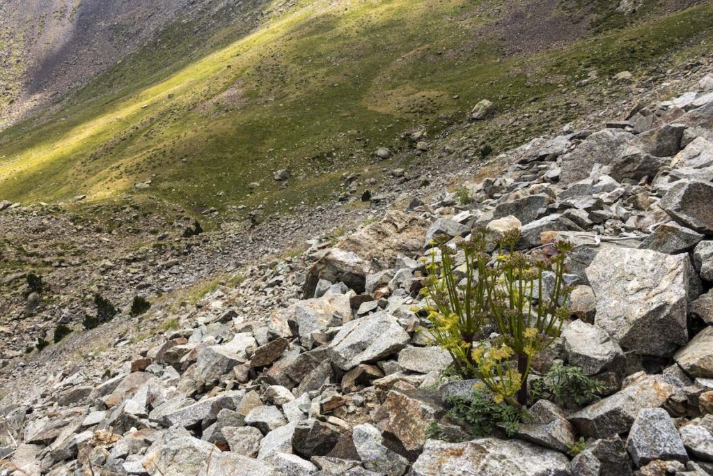 joris_bertrand's tweet card. Les plantes endémiques des Pyrénées : un patrimoine naturel en danger
