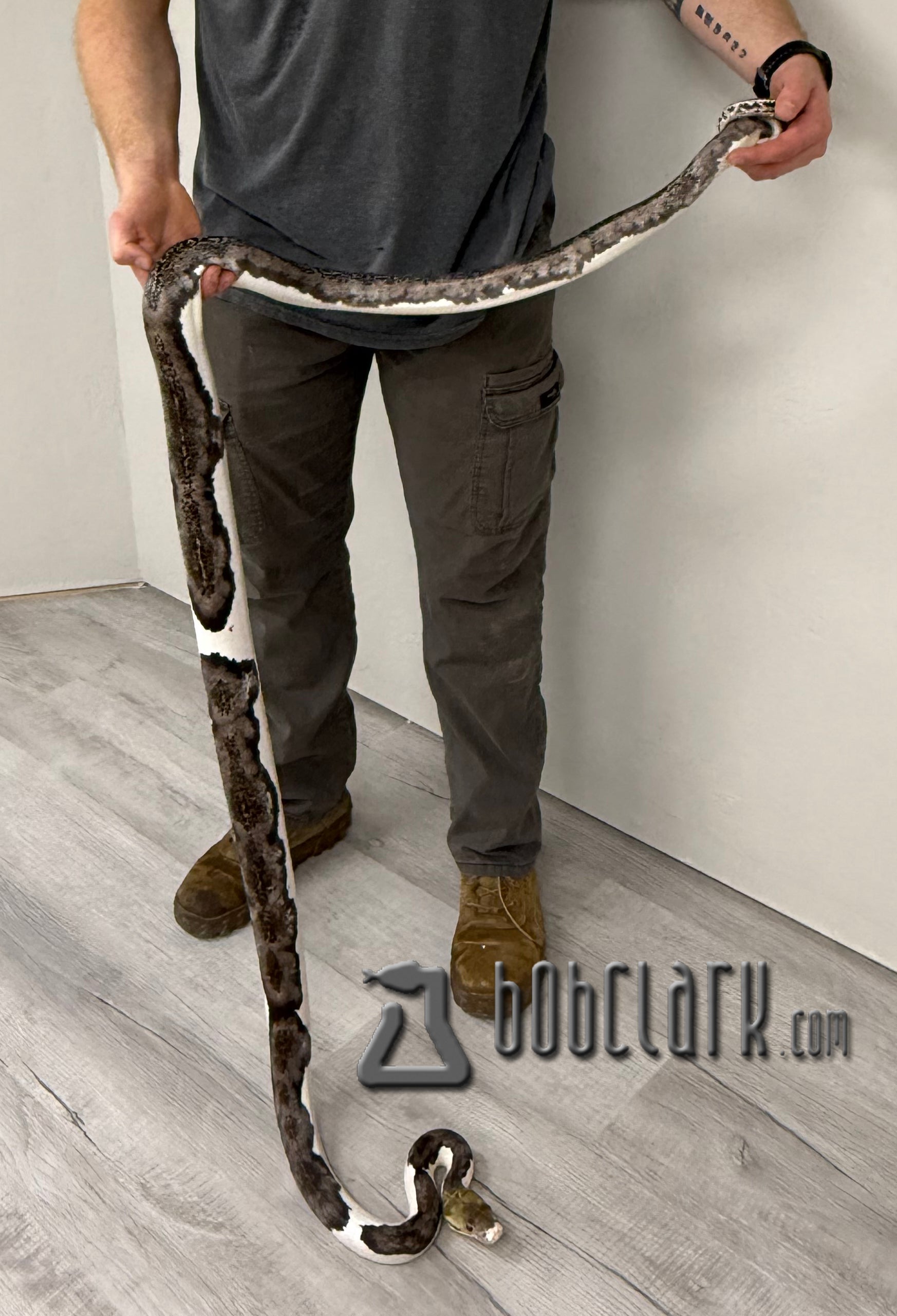 PythonBobClark's tweet card. LAYBUY NOT AVAILABLE  2022-7-13 male retic_pied7'_m1