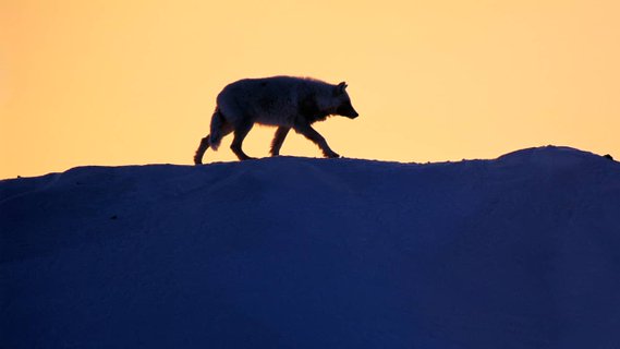 Image for twitter card