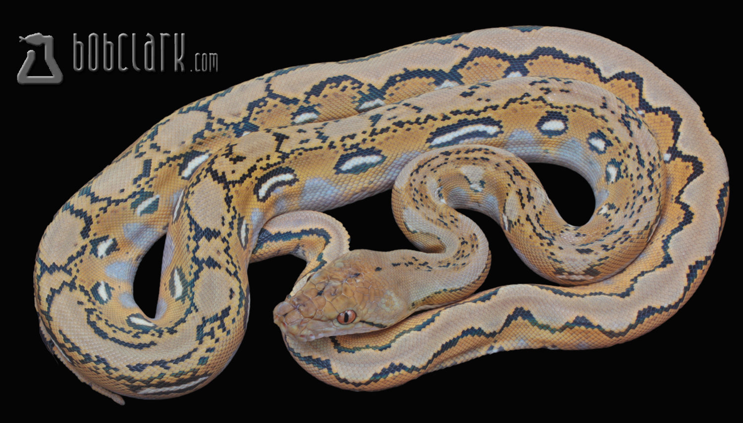 PythonBobClark's tweet card. LAYBUY NOT AVAILABLE  2025-5-7 female retic_mochinogc_f10