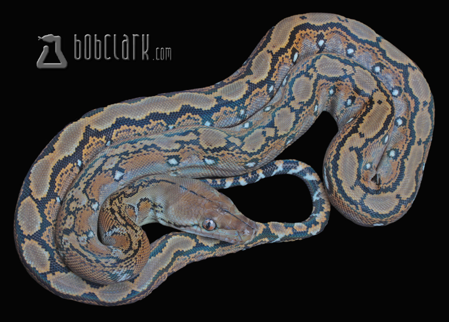 PythonBobClark's tweet card. LAYBUY NOT AVAILABLE  2025-9-13female retic_ha_m10