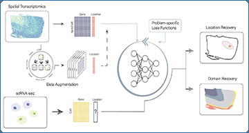 RNASeqBlog's tweet card. Single-cell RNA sequencing (scRNA-seq) has revolutionized our understanding of cellular heterogeneity in health and disease. However, the lack of physical relationships among dissociated cells has...