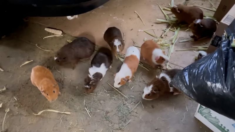 SupportPets's tweet card. Southern California Guinea Pig Rescue said a resident in southern Los Angeles was facing eviction and needed help surrendering “approximately 200 guinea pigs.” But when volunteers arrived, they...