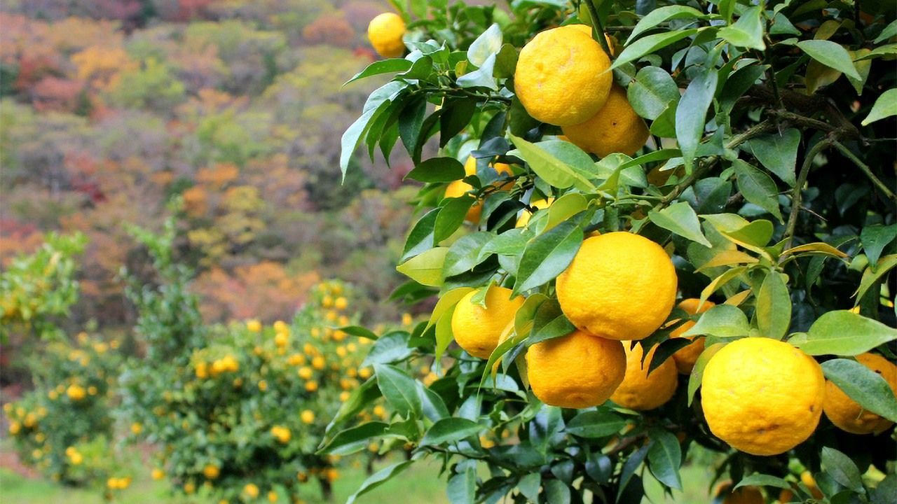 nippon_en's tweet card.