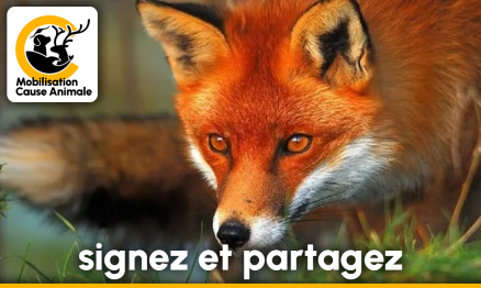 Teamjava51's tweet card. Animaux - Signez la pétition : Pour la protection des renards