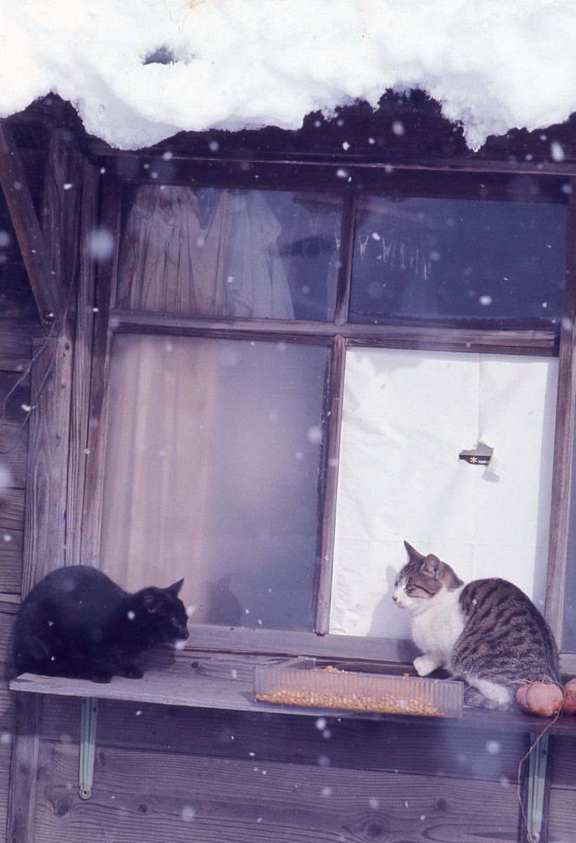 ganref's tweet card. 雪の日の写真を探していたらフィルムの時代に行ってしまいました。 猫カフェのない時代です。♪ フィルム