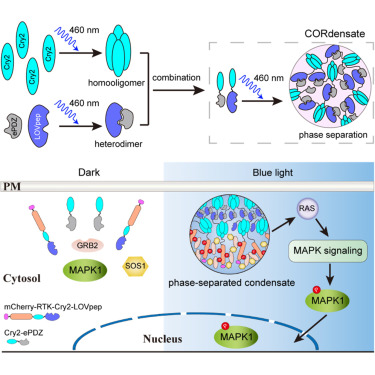 Bio_stations's tweet card. Zhou et al. present a light-controllable condensation system, CORdensate, which enables robust and broad activation of receptor tyrosine kinases (RTKs) through phase separation. By engineering...