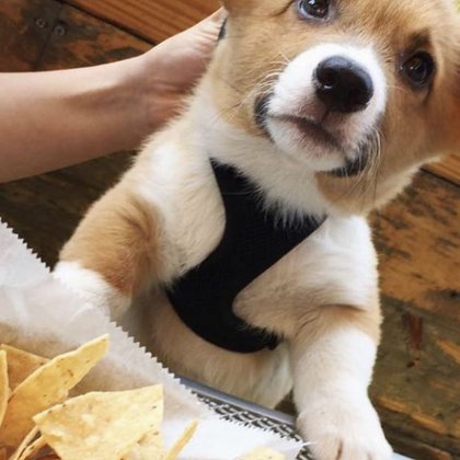 Tweet card summary image