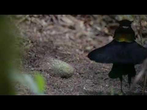 code18's tweet card. Birds of Paradise