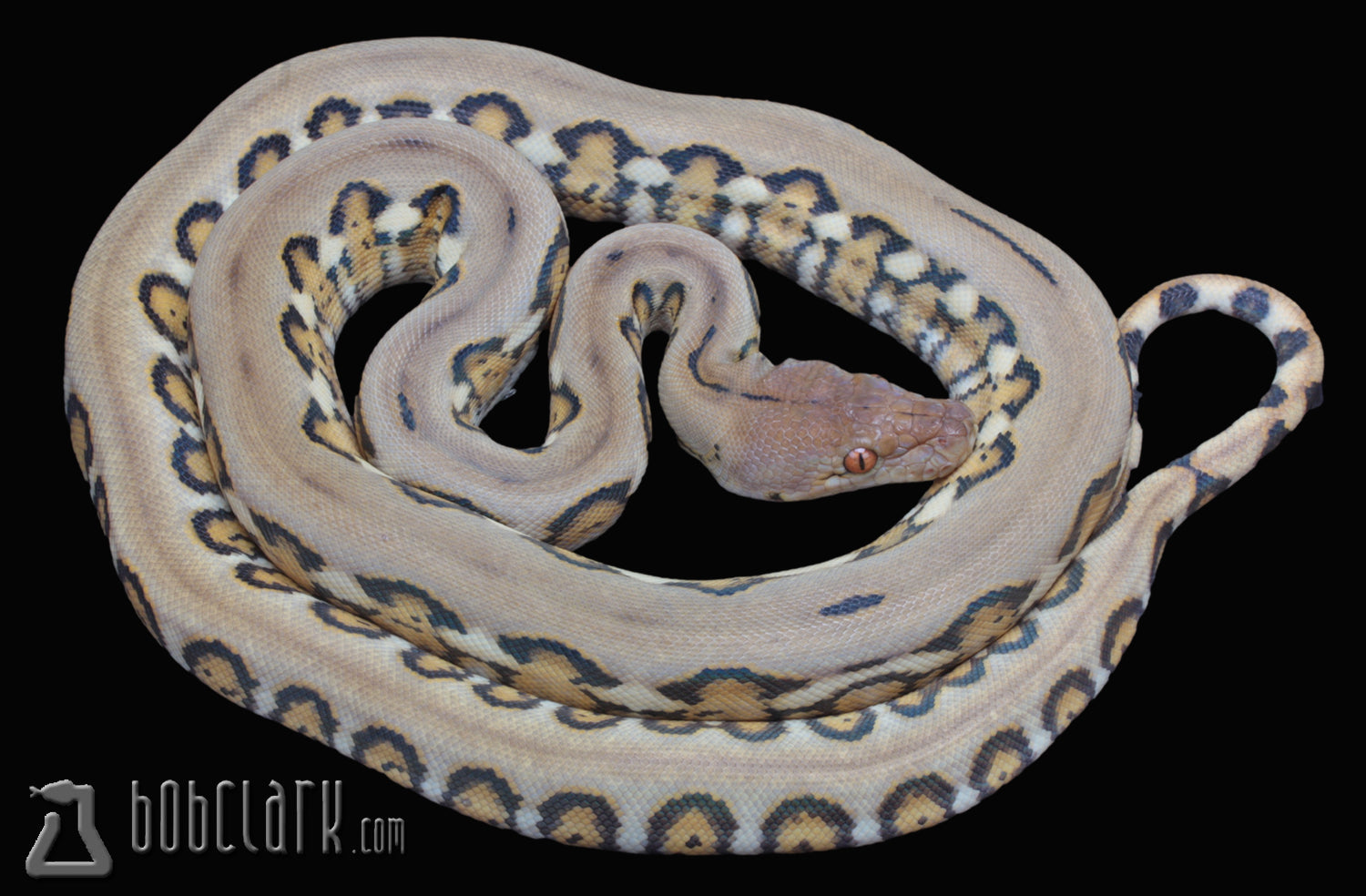 PythonBobClark's tweet card. LAYBUY NOT AVAILABLE  2024-6-9 female retic_jagsfha_m1