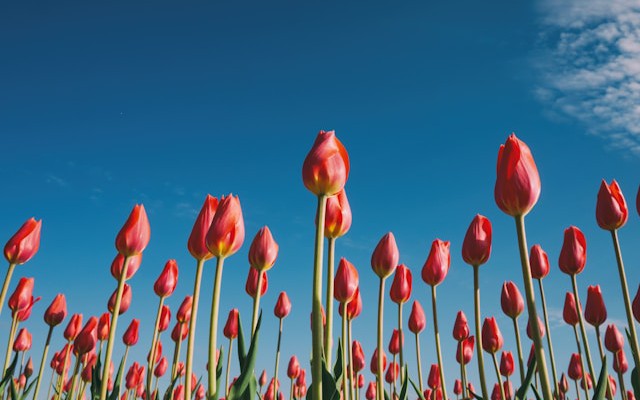 danilopdl's tweet card. This article discusses the comparison of structured logging with traditional logging, its uses, and advancements in Spring Framework 6.2 and Spring Boot 3.4.