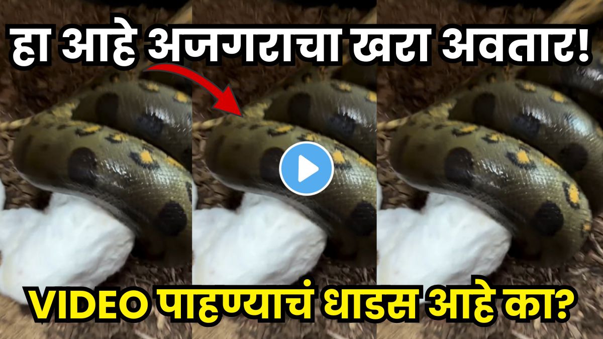 LoksattaLive's tweet card. Watch How a Giant Python Hunts Its Prey in a Brutal Way That Will Send Chills Down Your Spine