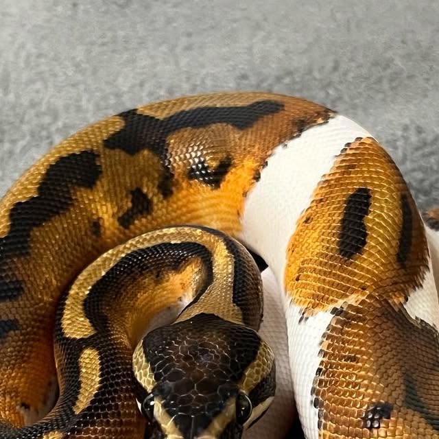 PartySafari's tweet card. partysafari (@partysafari) • Instagram photo