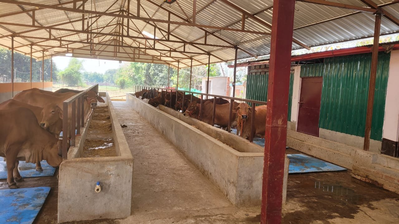 thecoverage_net's tweet card. Gorakhpur की Indu Singh ने Yogi Govt की Nandini Krishak Samriddhi Yojana का लाभ उठाकर 25 Sahiwal Cows की डेरी शुरू की है। जानें कैसे उन्हें 50% Subsidy मिली और अब वह रोज़ाना 200 लीटर दूध का उत्पादन कर...