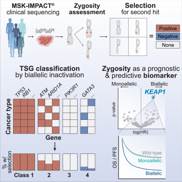 EdReznik's tweet card. Selective pressure for biallelic inactivation varies widely across tumor suppressor genes and is a biomarker for therapeutic response, providing new insights into Knudson’s two-hit hypothesis.