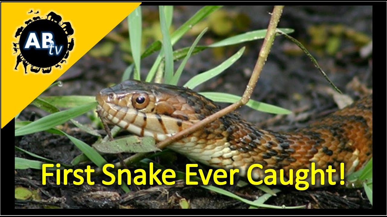 ThePythonHunter's tweet card. First Snake Ever Caught : The Python Hunter : AnimalBytesTV