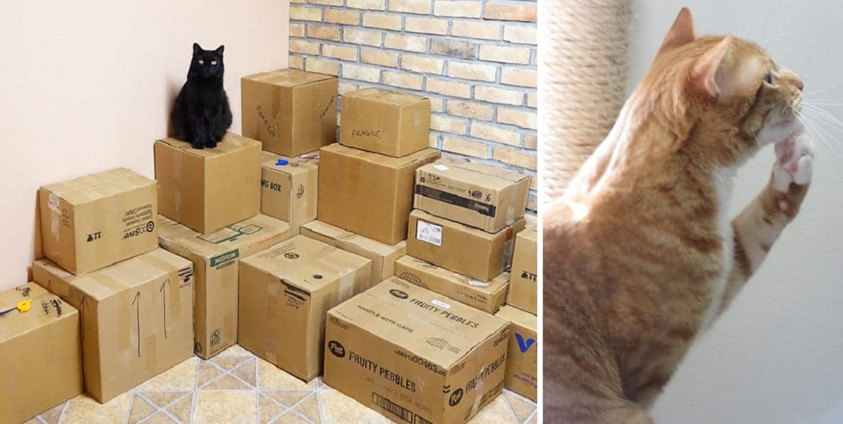 ColeTheBlackCat's tweet card. Moving tips and advice so you can also provide their kitties with the most stress free experience possible when moving.