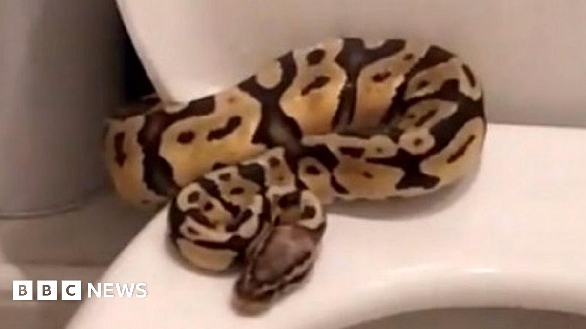 AuroraEstella's tweet card. Harry Visinoni was brushing his teeth when he saw the snake sitting on the toilet seat "staring" at him.