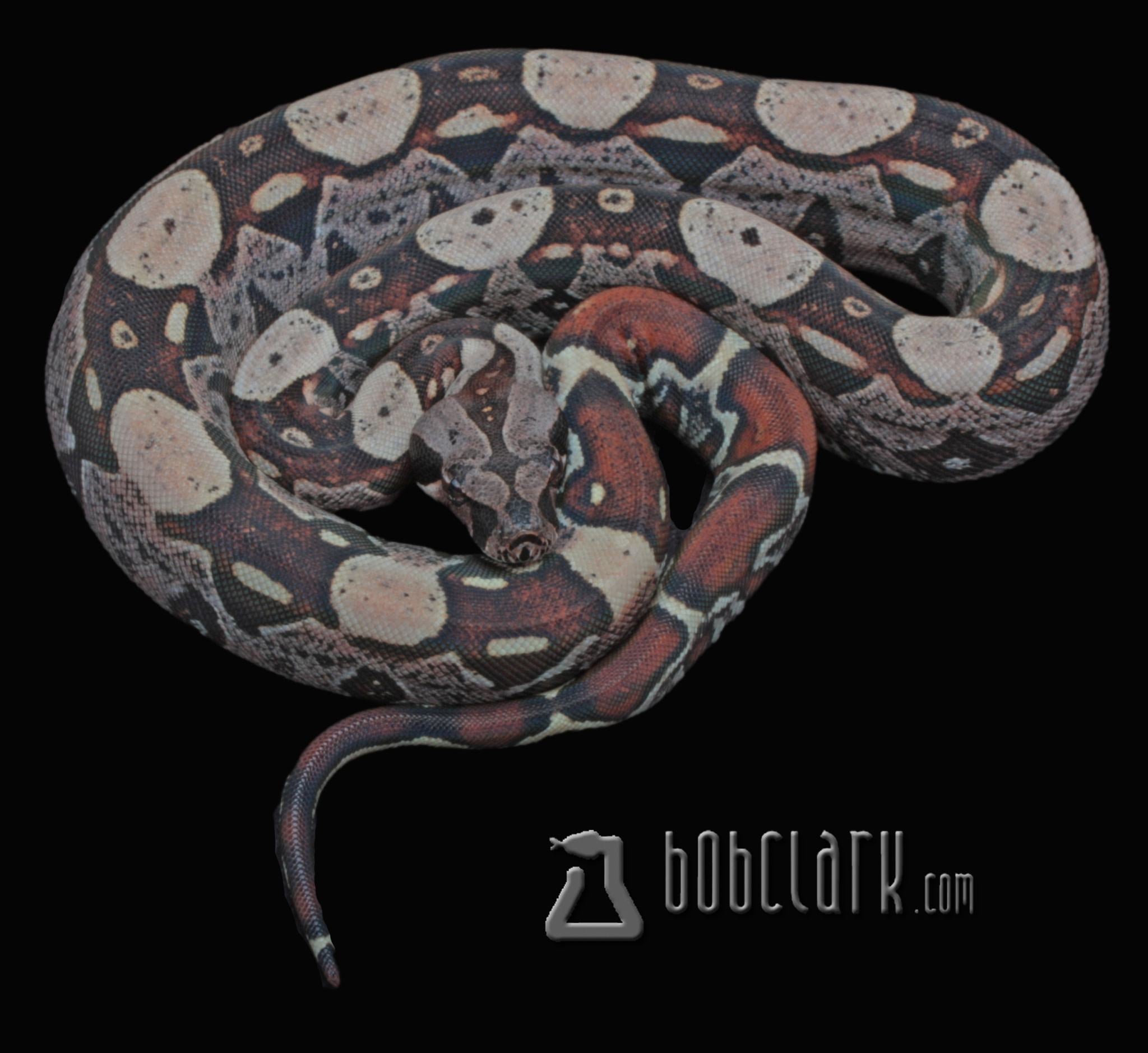 PythonBobClark's tweet card. 2025-036-15 LAYBUY NOT AVAILABLE  IMG Jungle VPI, 2025 female