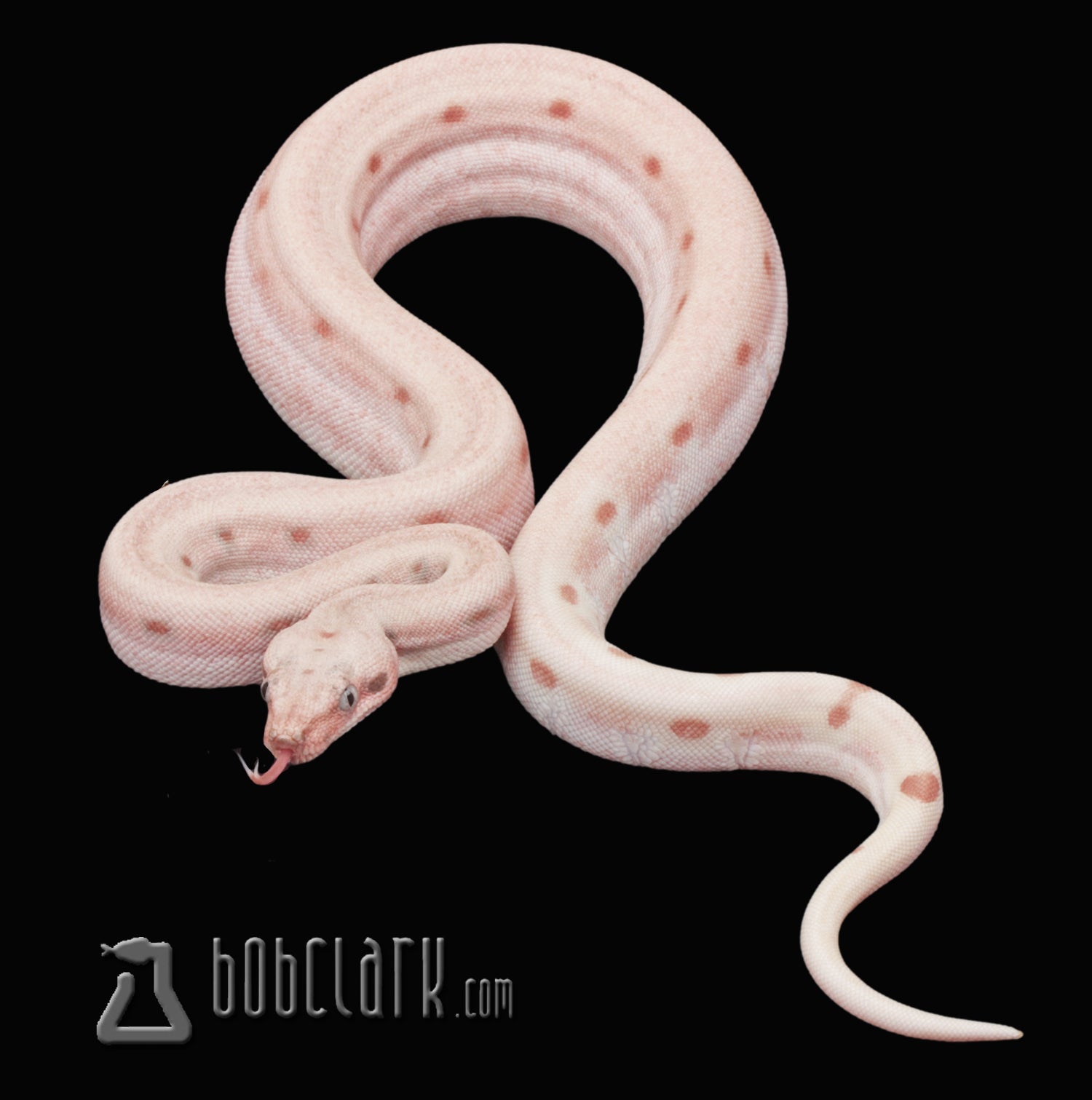 PythonBobClark's tweet card. 2025-036-15 LAYBUY NOT AVAILABLE  IMG Jungle VPI, 2025 male