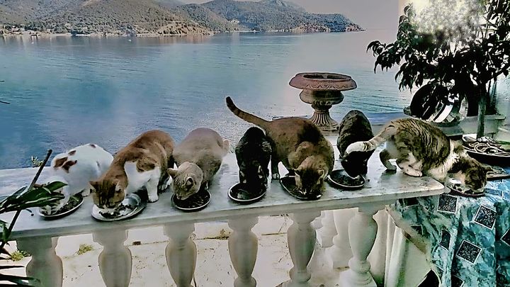 codewithaimee's tweet card. Hi to all you cat lovers out there, my name is Phoebu… Jacqueline Anne Hussey needs your support for The stray cats and kittens of Poros Island Greece