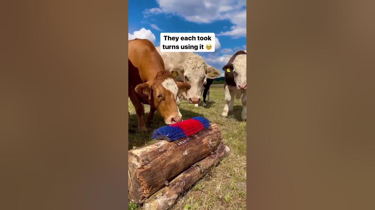 vincente's tweet card. These #cows are literally living their best lives! via @rufuschannel...