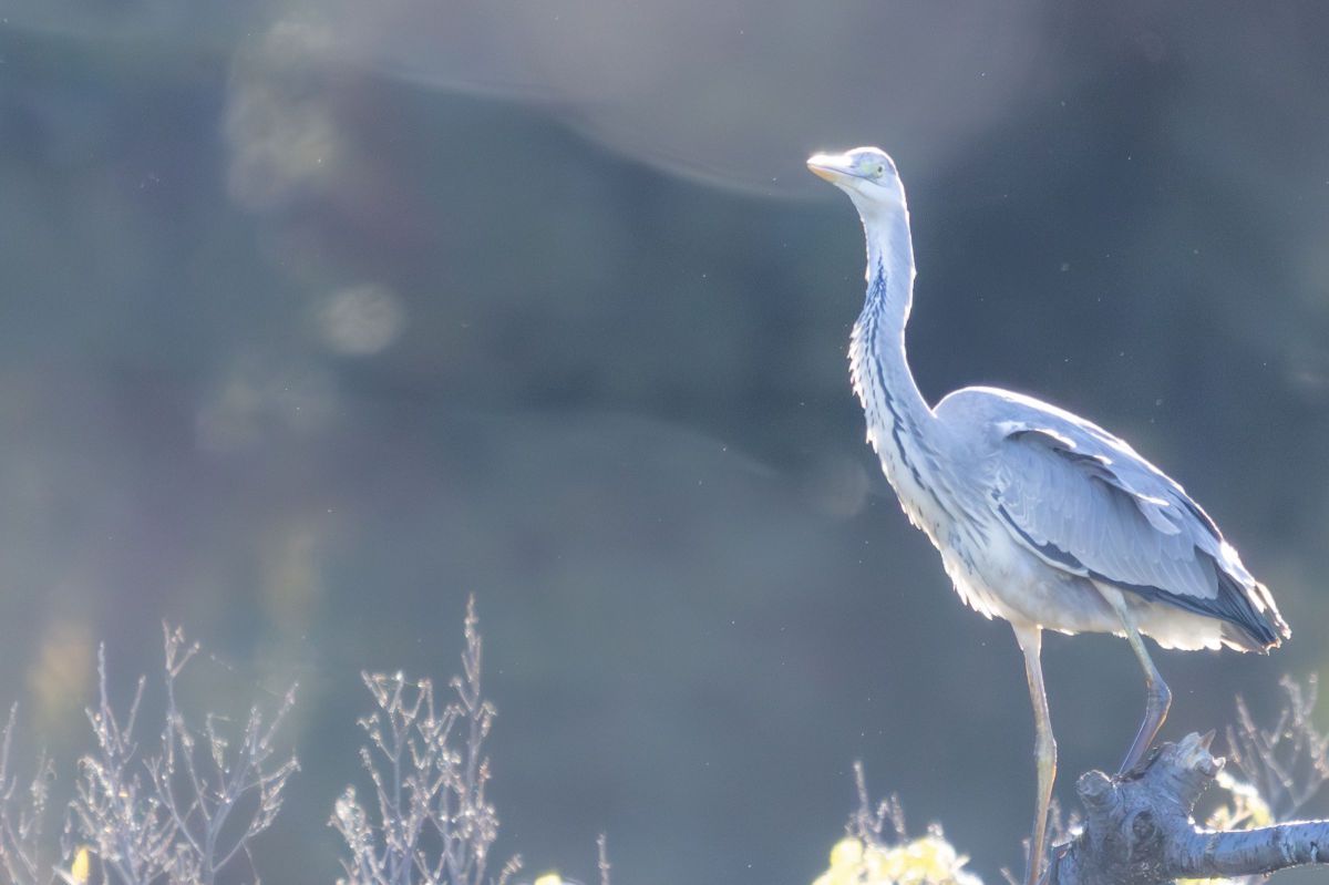 ganref's tweet card. 自分の長所を光らせ、静かに時を待つ 柔らかい光に包まれたアオサギの佇まいが、そんな静けさを思わせました