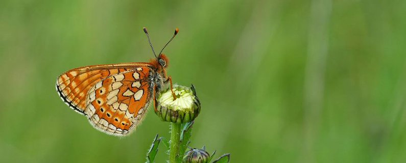 Image for twitter card