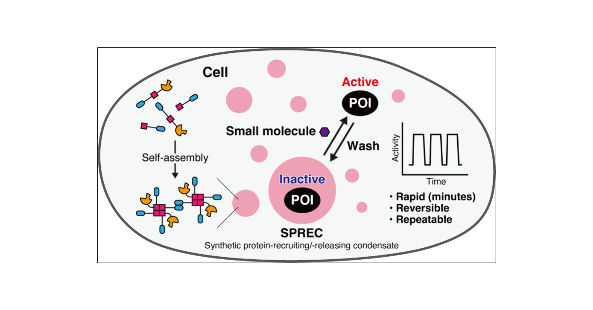 TsukijiLab's tweet card. Creating artificial organelles that sequester and release specific proteins in response to a small molecule in mammalian cells is an attractive approach for regulating protein function. In this work,...