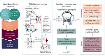 RNASeqBlog's tweet card. CRISPRi screening with RNA sequencing maps functional DNA enhancers in human astrocytes, revealing gene control networks linked to Alzheimer’s disease...