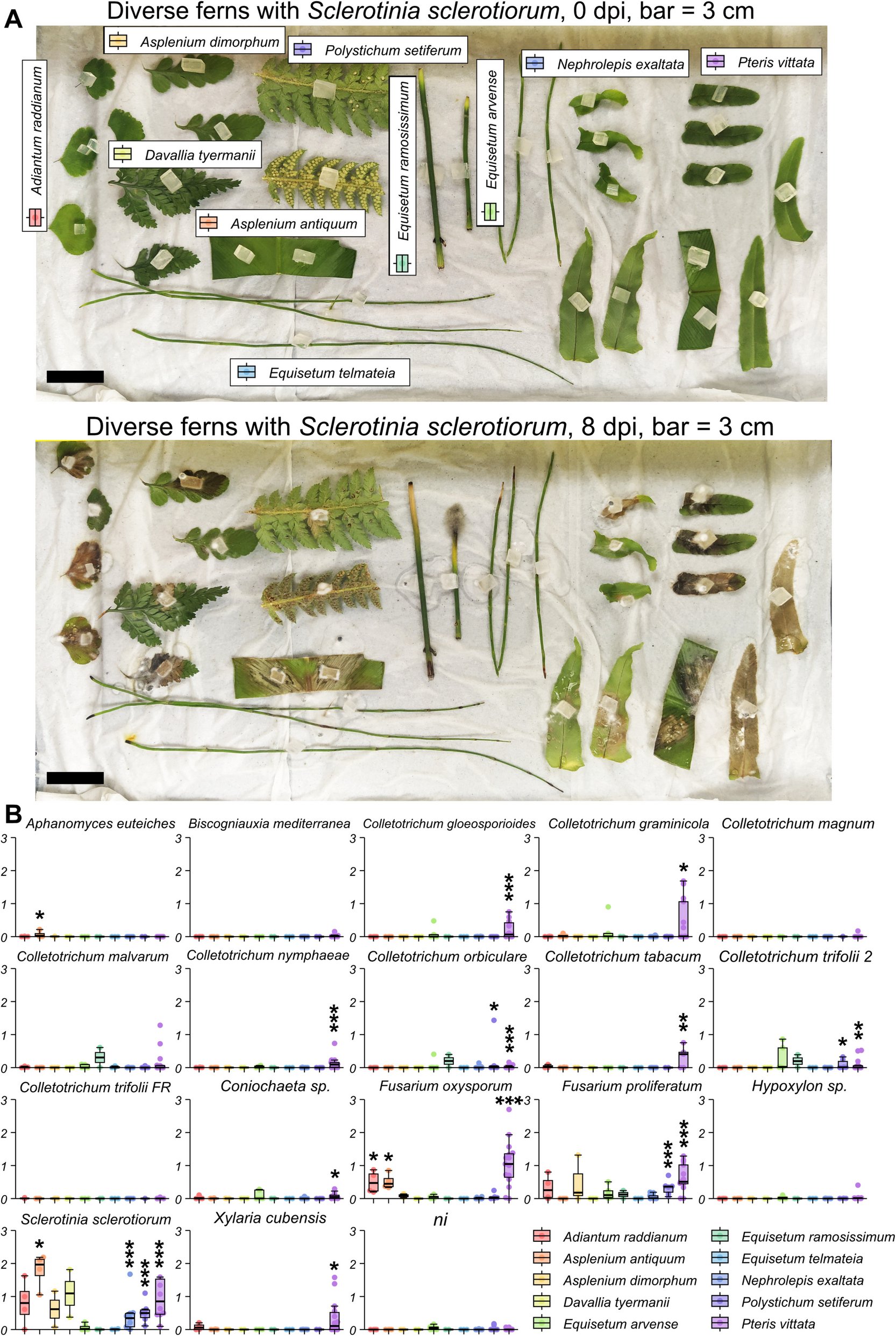 baptiste_bio's tweet card. BMC Biology - Land plants include angiosperms, gymnosperms, bryophytes, lycophytes, and ferns, each of which may deploy distinct strategies to resist pathogens. Here, we investigate fern-pathogen...