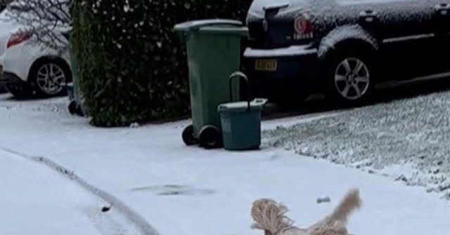 Tweet card summary image