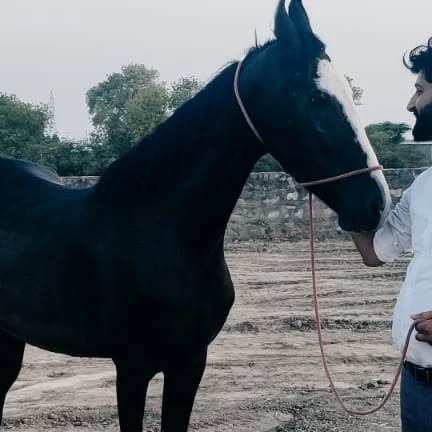 __peter__singh's tweet card. Praveen Singh (@___petersingh___) • Instagram photo