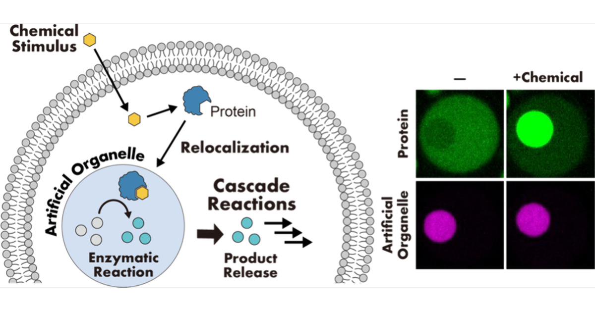 TsukijiLab's tweet card. Compartmentalization by organelles and the dynamic control of protein localization within these compartmentalized spaces are key mechanisms for regulating biological processes in eukaryotic cells....