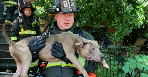 dcfireems's tweet card. "When we search for victims in a fire, obviously our first priority is human life, but we will do whatever we can to get those animals to safety," a spokesperson for the department told CBS News.