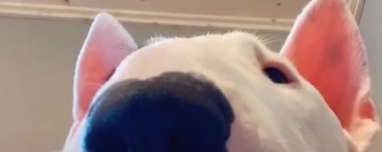 animals! (safe space)