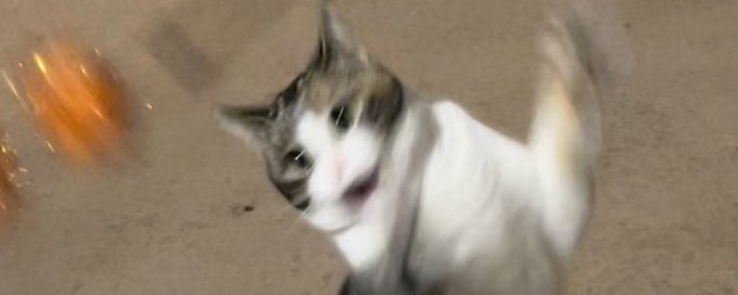 cat pics and other animals banner