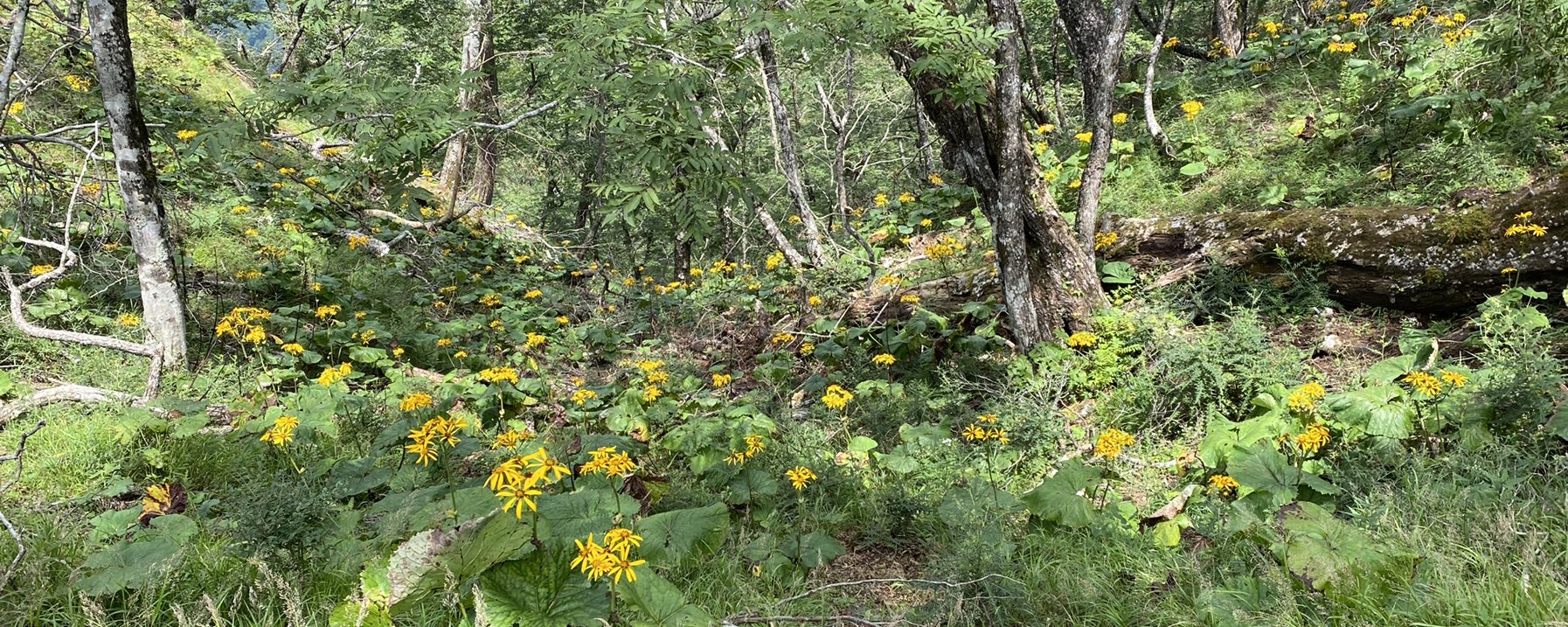 ひらりん (@Yparmt78) / Posts / X