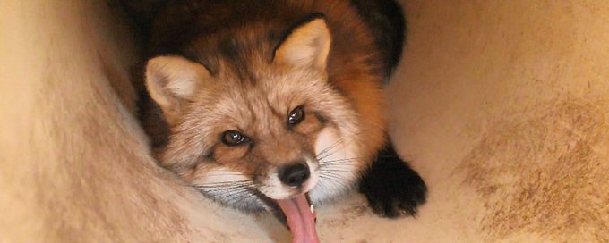 Animals & Pets! banner