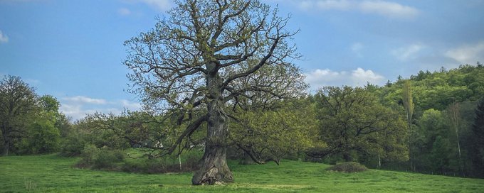 Trees, Nature & Art banner