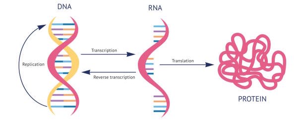 Molecular Biology banner