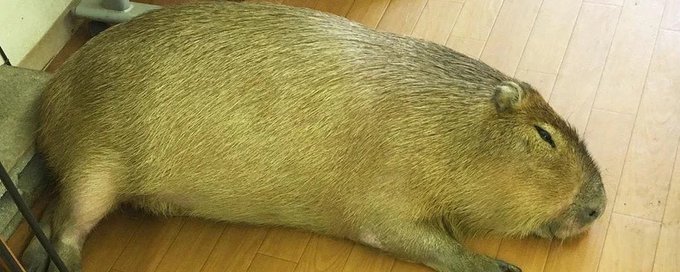 Capybara Country banner