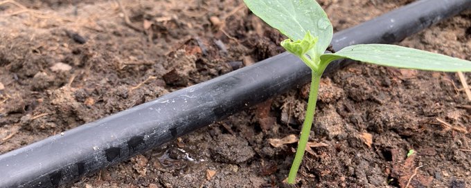 Agriculture and youths banner