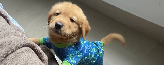 Dogs of twitter banner