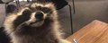 Raccoons of twitter banner