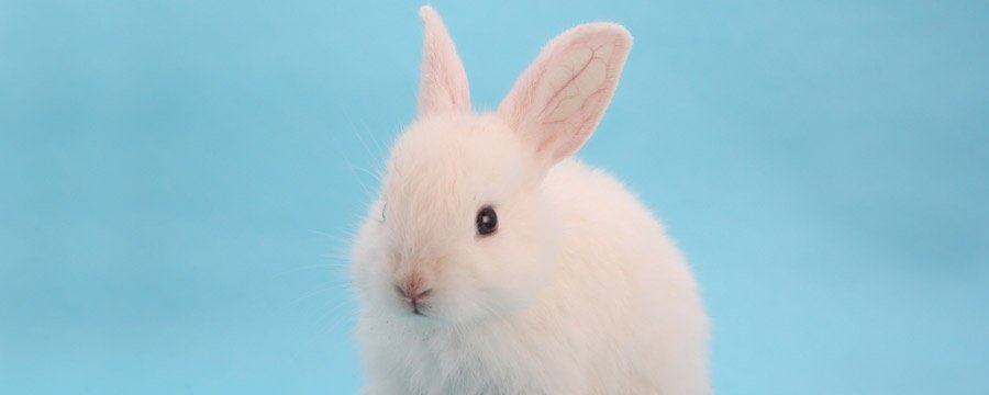 ことちゃん プロフ必ず読んで下さい 3_ おかあさんといっしょ コロちゃんパック カセット欠 神崎