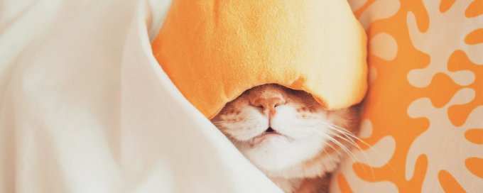 Komo Kitty® Rules banner