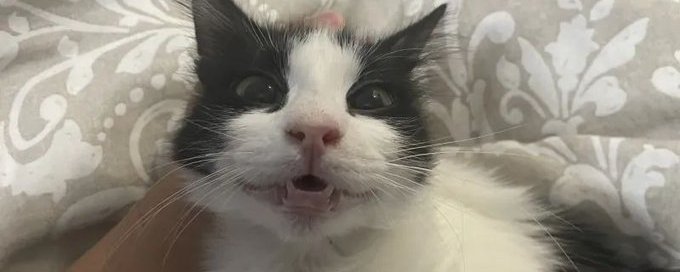 Cats With Their Head Held Back banner